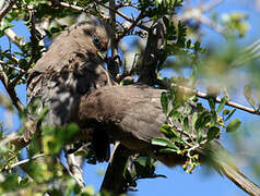 Speckled Mousebird