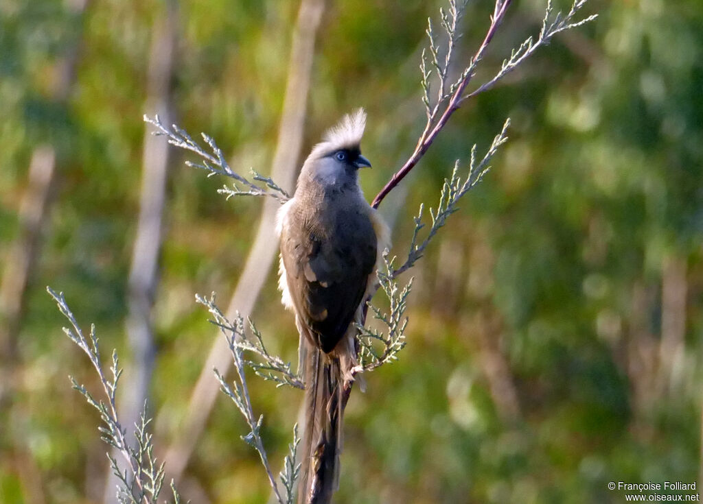Speckled Mousebird