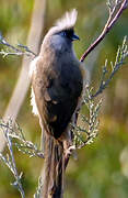 Speckled Mousebird