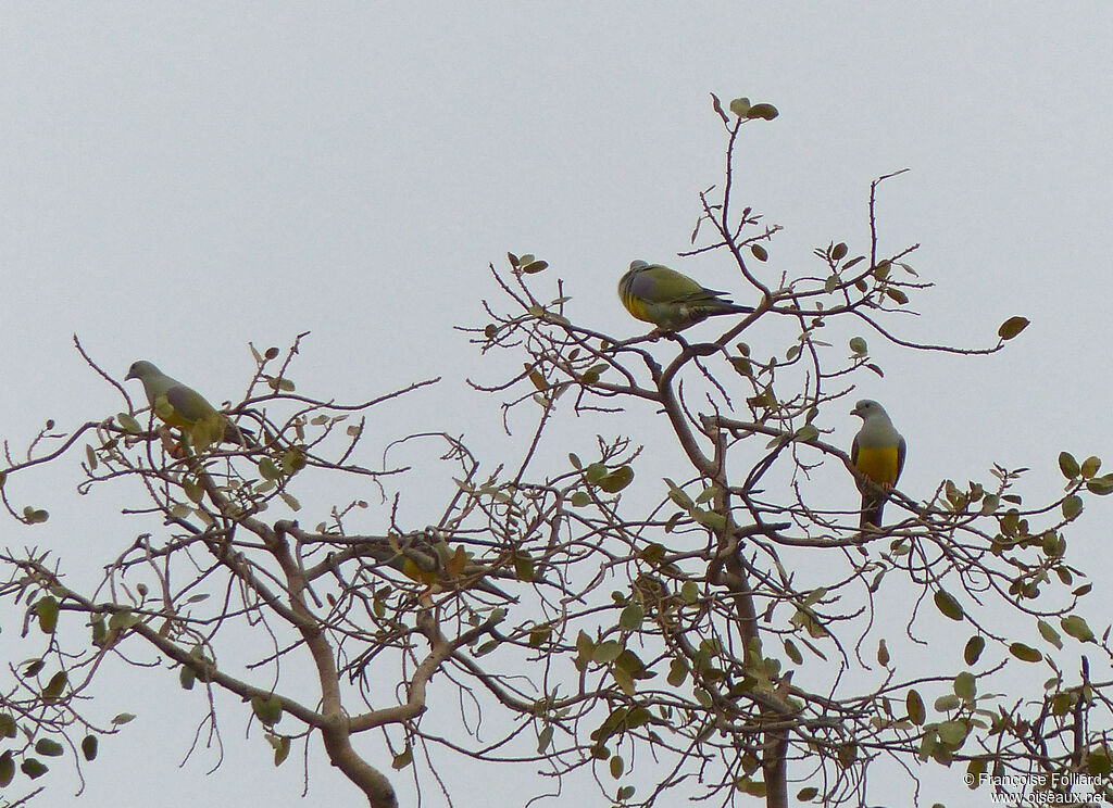 Colombar waalia, identification