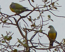 Bruce's Green Pigeon