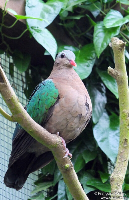 Common Emerald Dove, identification