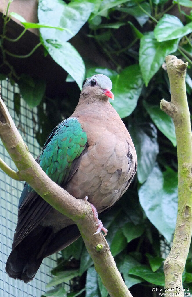 Colombine turvert, identification