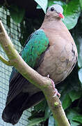 Common Emerald Dove