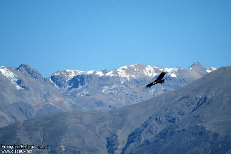 Condor des Andesadulte, habitat, Vol