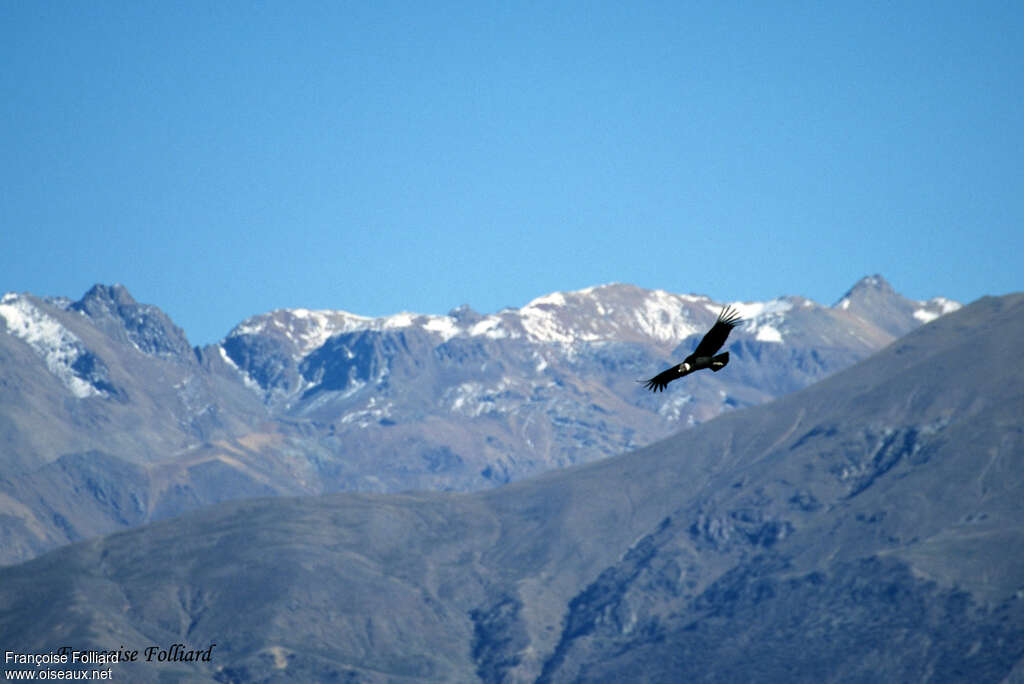 Condor des Andesadulte, habitat, Vol