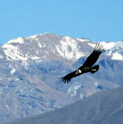 Condor des Andes