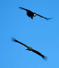 Condor des Andes