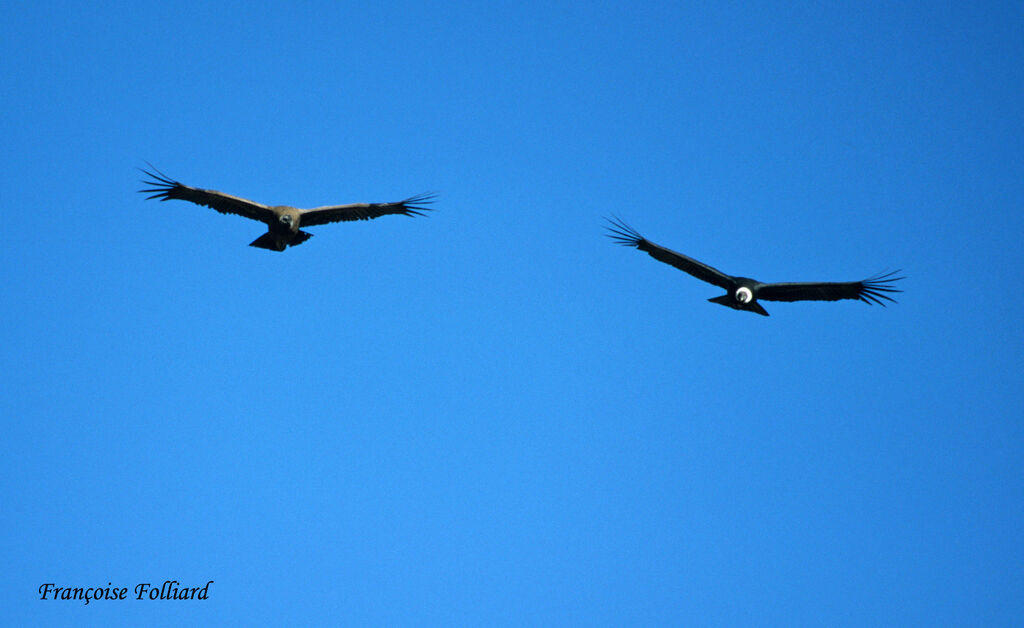 Andean Condor adult, Flight