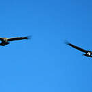 Condor des Andes