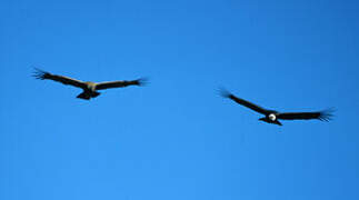 Condor des Andes