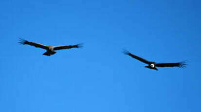 Condor des Andes