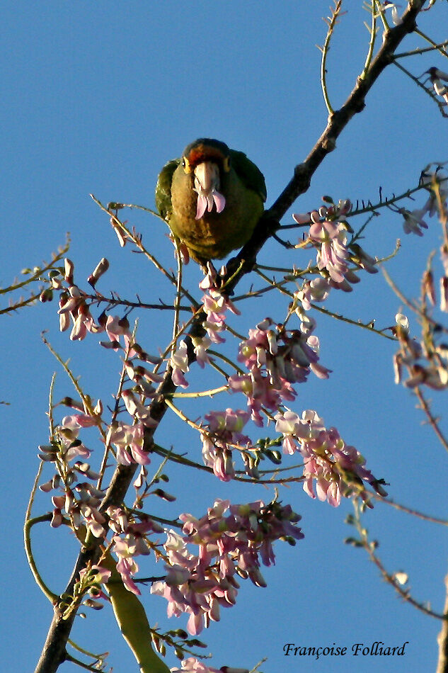 Orange-fronted Parakeetadult, identification, feeding habits