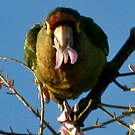 Conure à front rouge