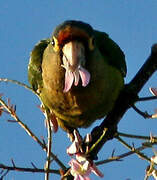 Conure à front rouge