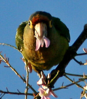 Conure à front rouge