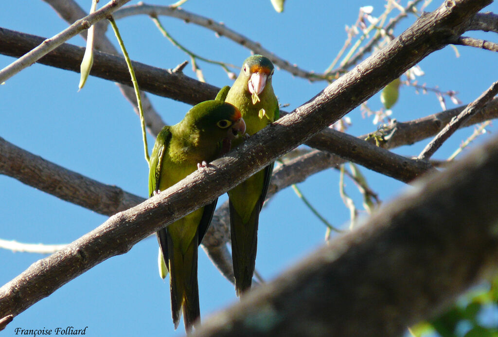 Orange-fronted Parakeet , identification, feeding habits