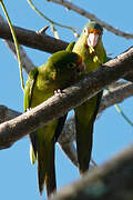 Orange-fronted Parakeet