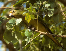 Peach-fronted Parakeet