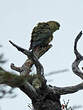 Conure magellanique