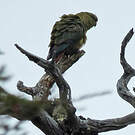 Conure magellanique