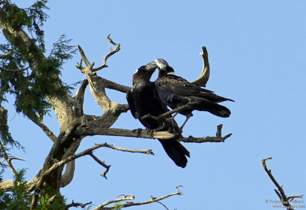 Corbeau corbivauadulte