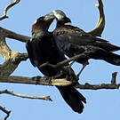 Corbeau corbivau
