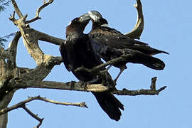 Thick-billed Raven