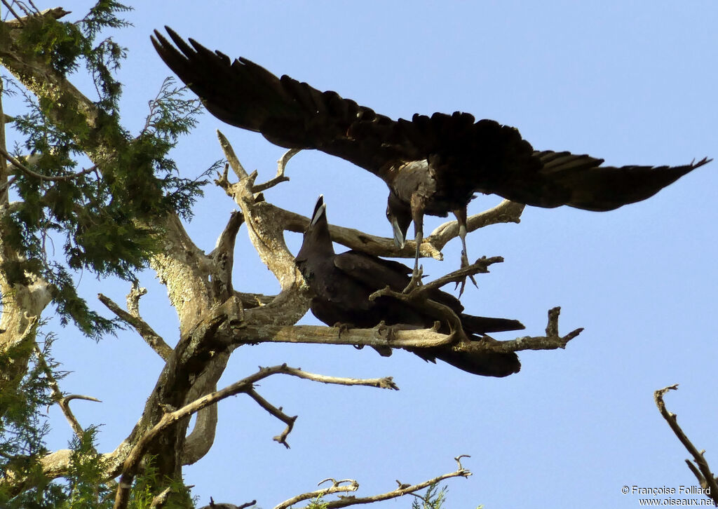 Corbeau corbivauadulte