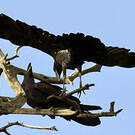 Corbeau corbivau