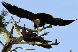 Thick-billed Raven