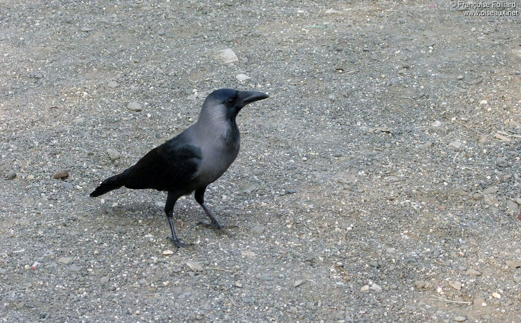 Corbeau familier, identification