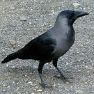 Corbeau familier