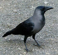 House Crow