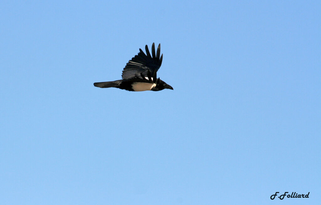 Pied Crowadult, Flight