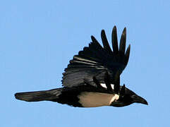 Pied Crow