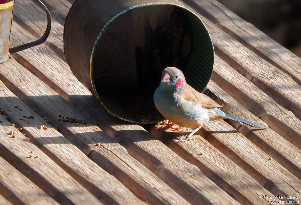 Cordonbleu à joues rouges mâle, identification