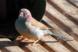 Red-cheeked Cordon-bleu