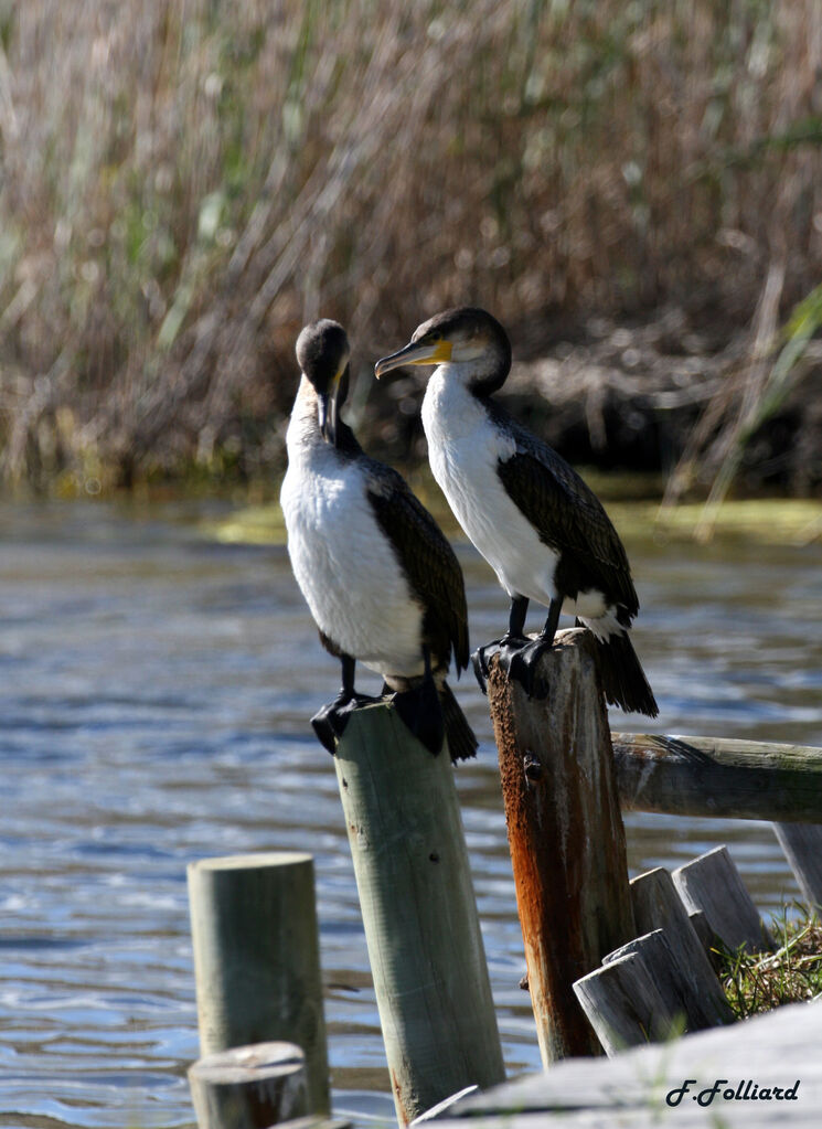 Cormoran à poitrine blancheadulte, identification