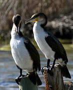 White-breasted Cormorant