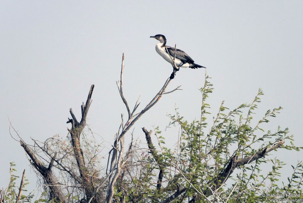 White-breasted Cormorant, identification