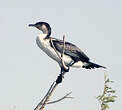 Cormoran à poitrine blanche