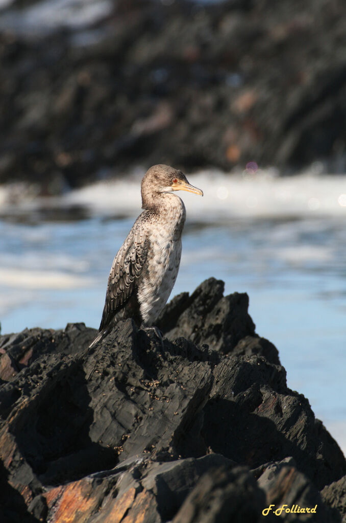 Cormoran africainimmature, identification