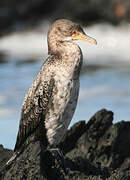 Reed Cormorant