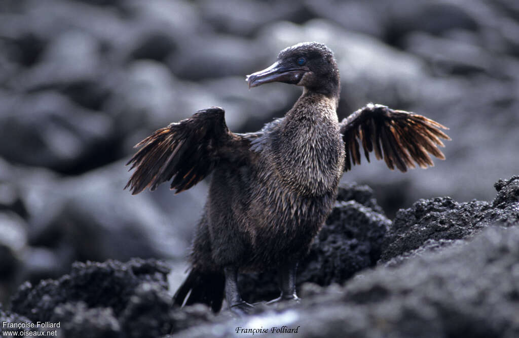 Flightless Cormorantadult, identification