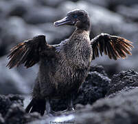 Flightless Cormorant