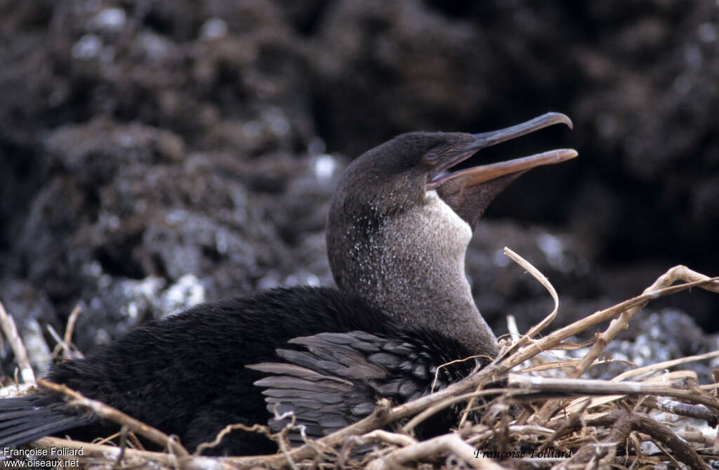 Cormoran aptèreadulte, Nidification