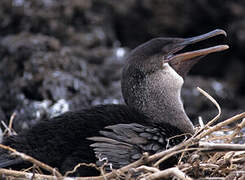 Flightless Cormorant