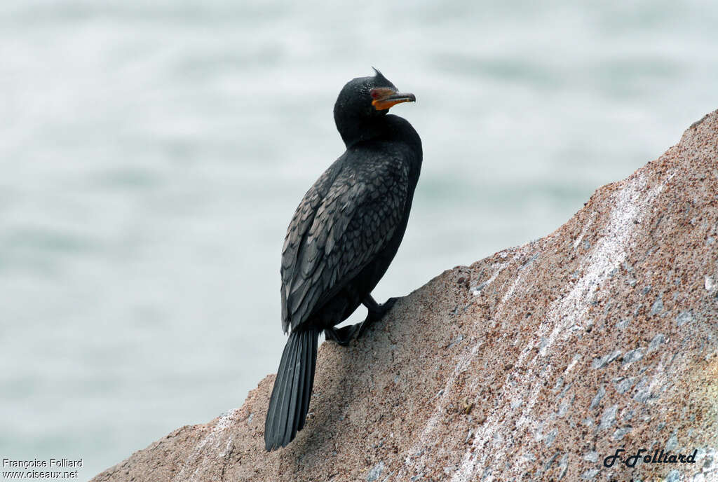 Crowned Cormorantadult breeding, habitat