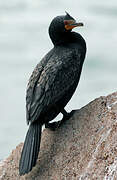 Crowned Cormorant